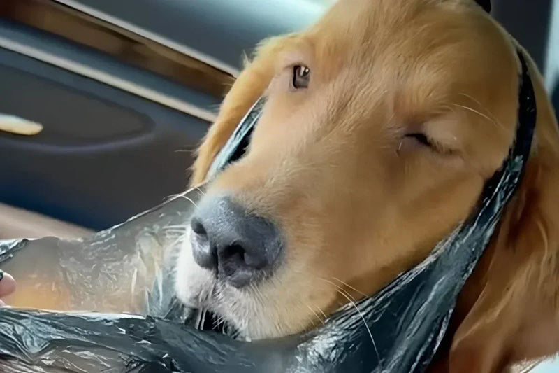 How to Stop Your Dog Being Sick in the Car: The Complete UK Guide