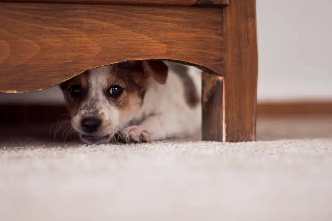 Dogs and Fireworks: How to Prepare Your Dog for Firework Season (UK Guide)