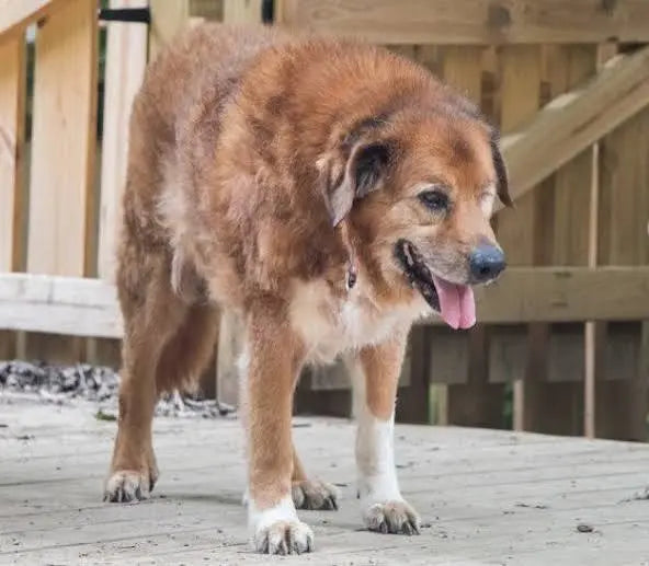 Dog Joint Pain: 7 Early Signs Owners Mistake for Old Age