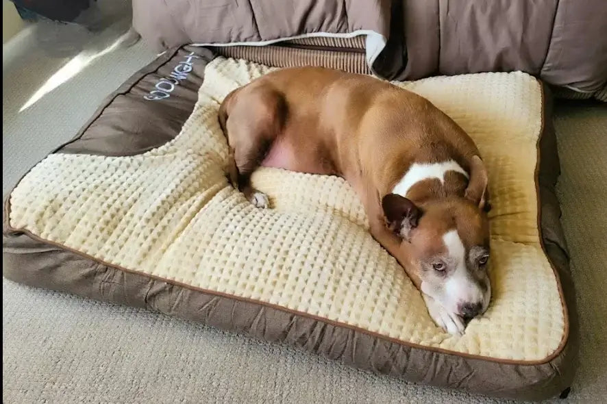 The Large Orthopedic Dog Cushion Bed