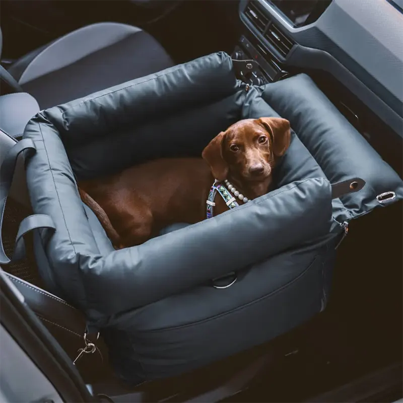 UK Law Dogs In Cars: What Every Owner Needs To Know
