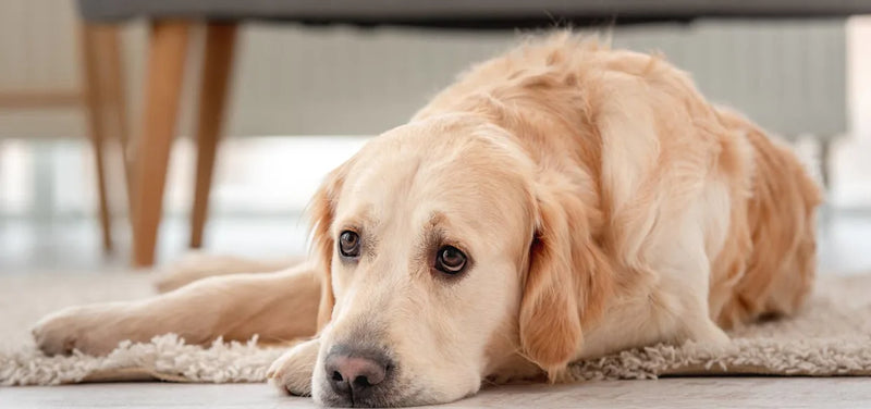 Dog lying by a closed front door waiting for their owner to come home