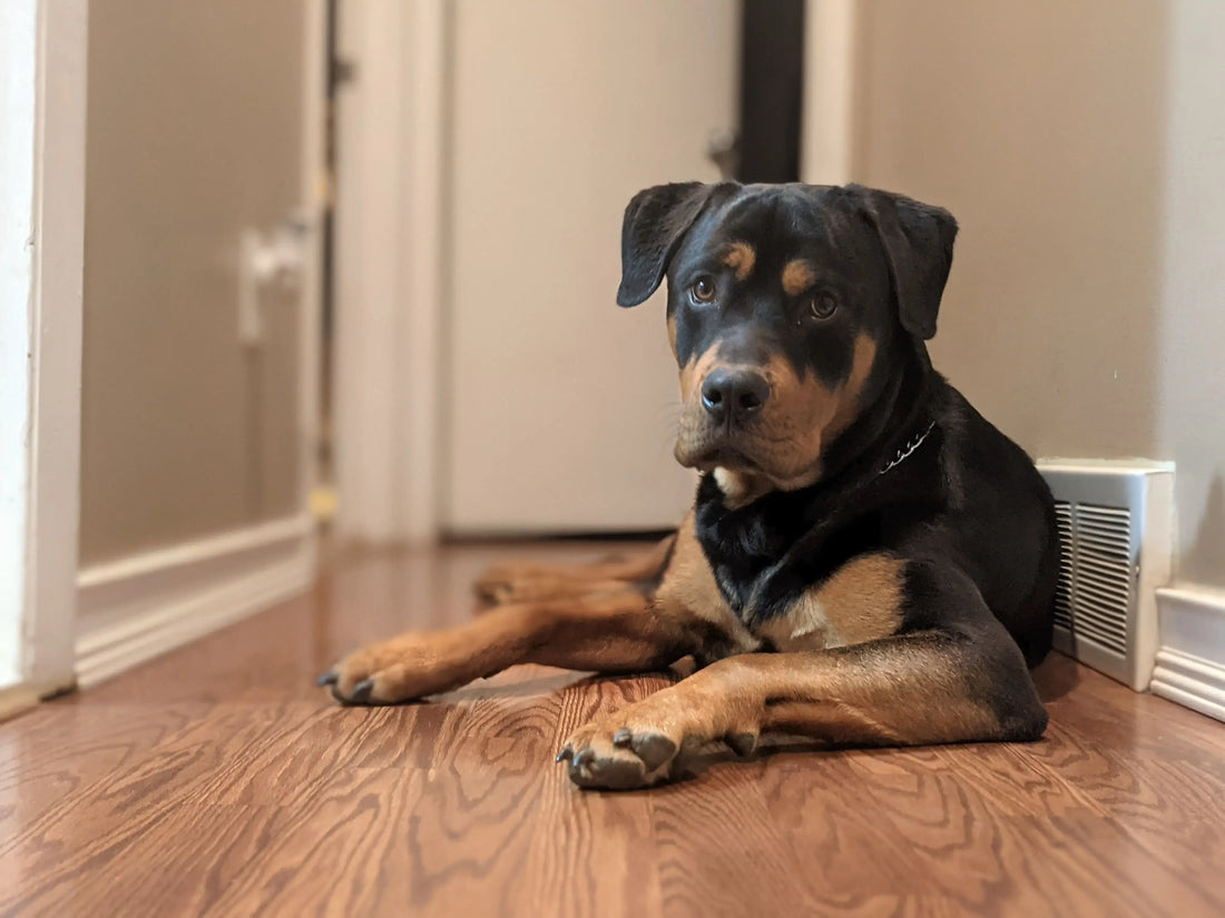 Dog alone in a hallway after the household leaves, showing back to school separation anxiety in dogs