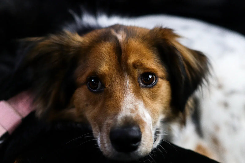 Best Dog Beds for Anxious Dogs UK 2026: What Actually Works