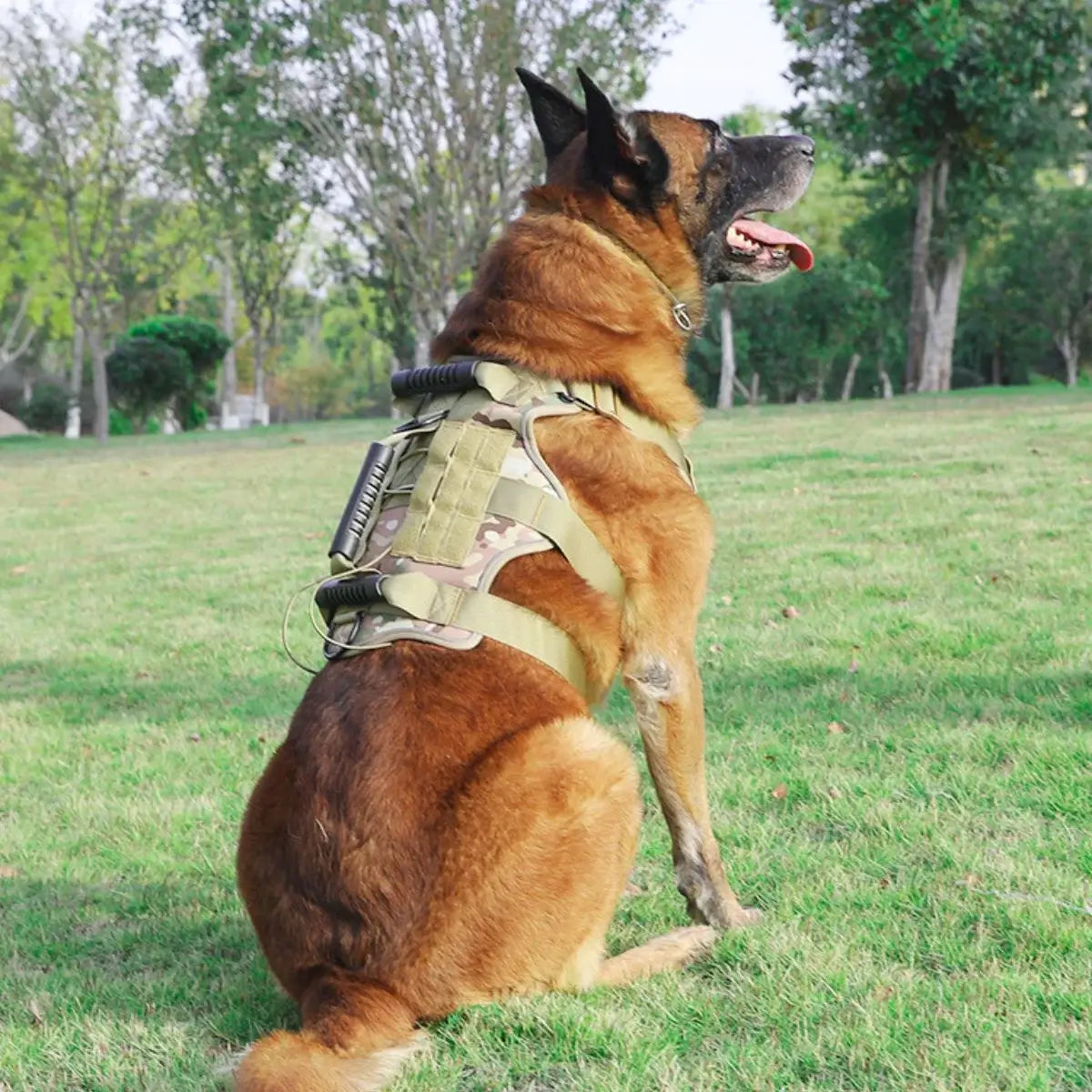 Dog wearing a tactical vest in a grassy field