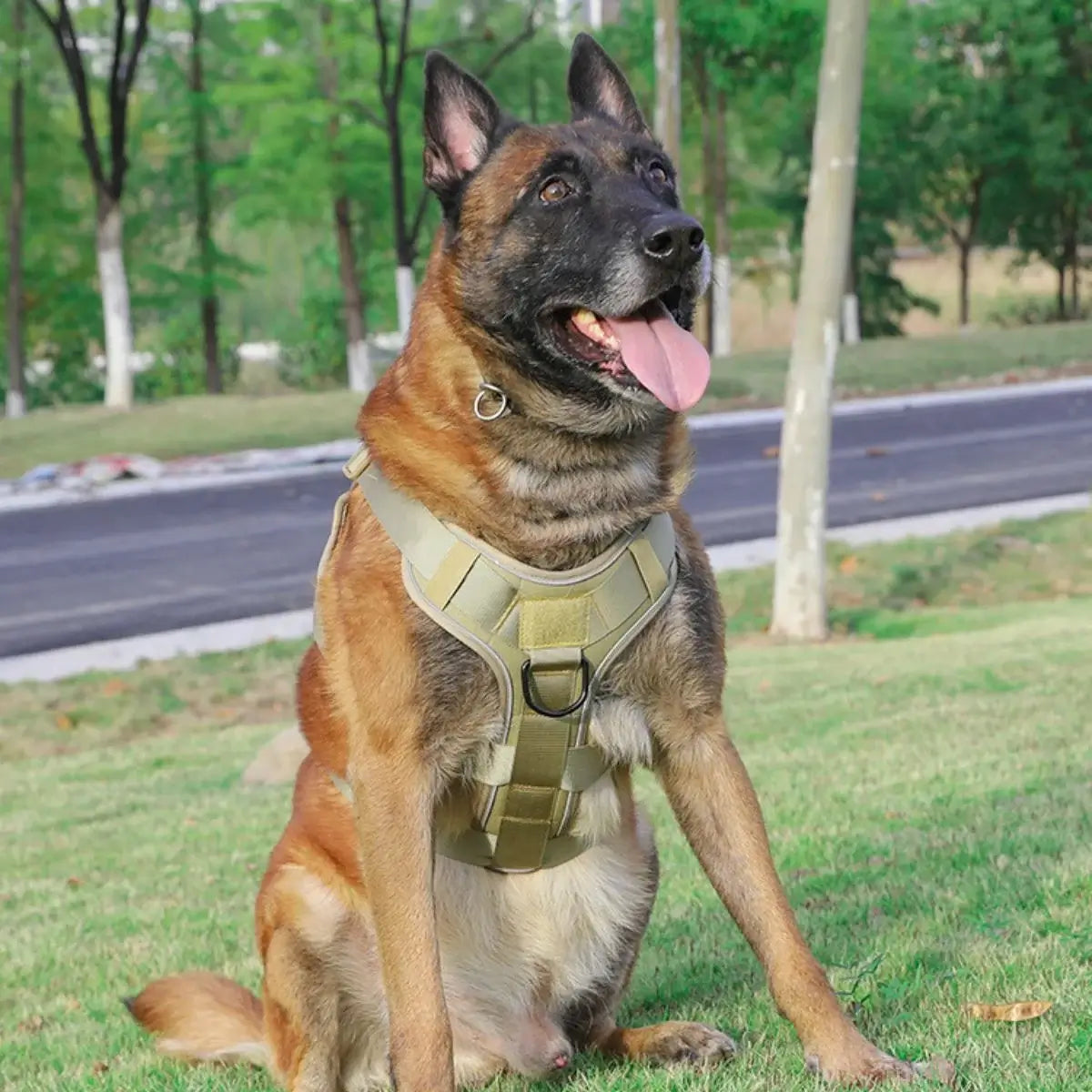Dog wearing a tactical harness in an outdoor setting