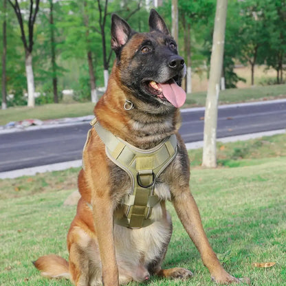 Dog wearing a tactical harness in an outdoor setting