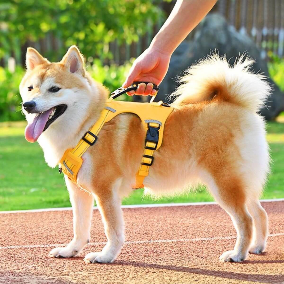 Dog wearing a yellow harness on a leash with a blurred green background