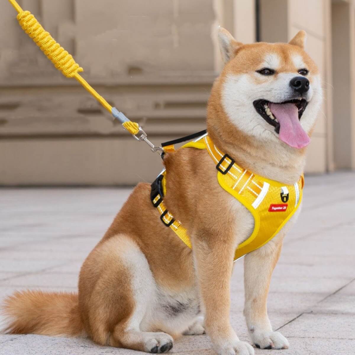 Dog wearing a yellow harness with a leash, sitting on a wooden deck.