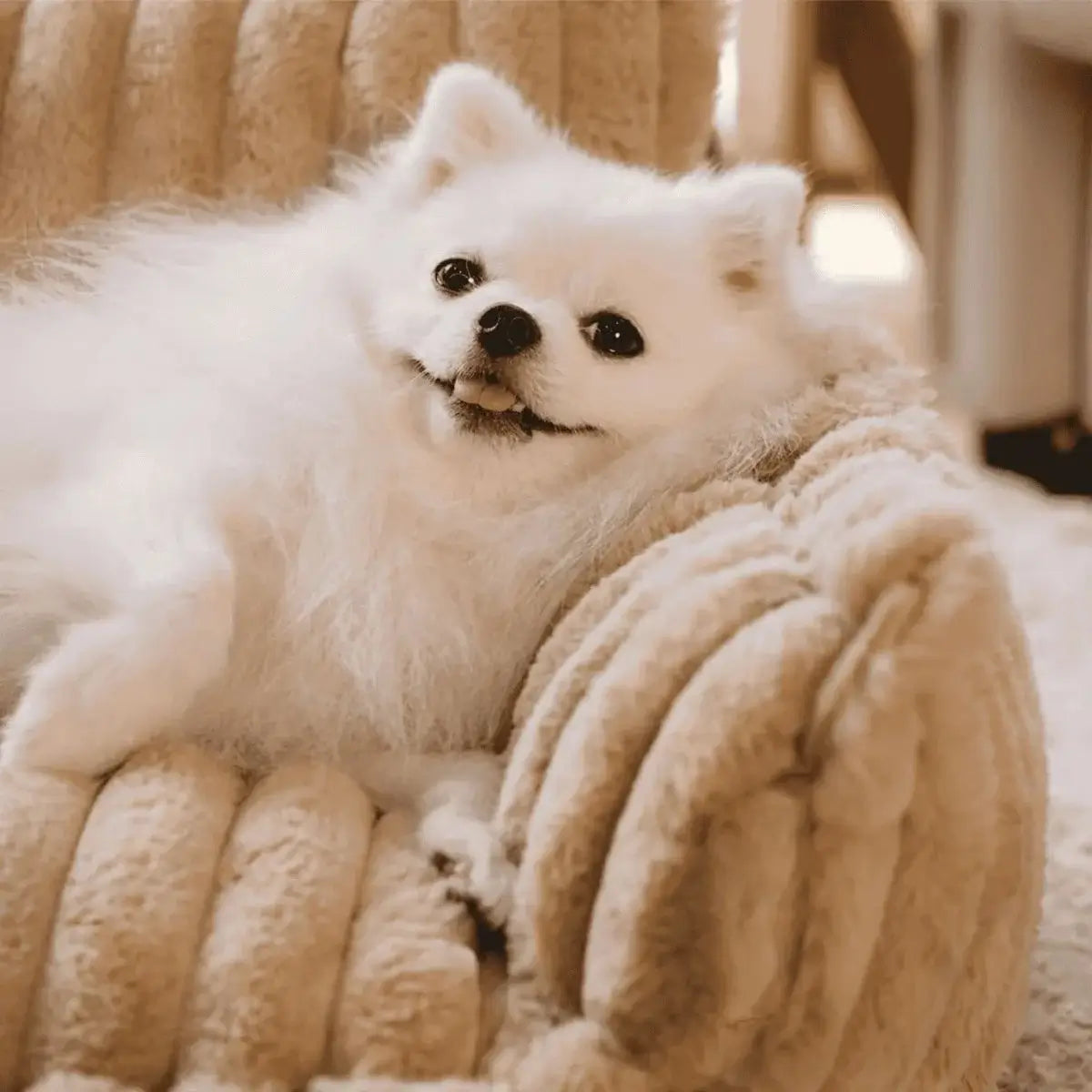 KovePaws Royal orthopedic dog sofa bed with pillow for joint support - KovePaws