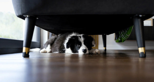 Anxious when left alone