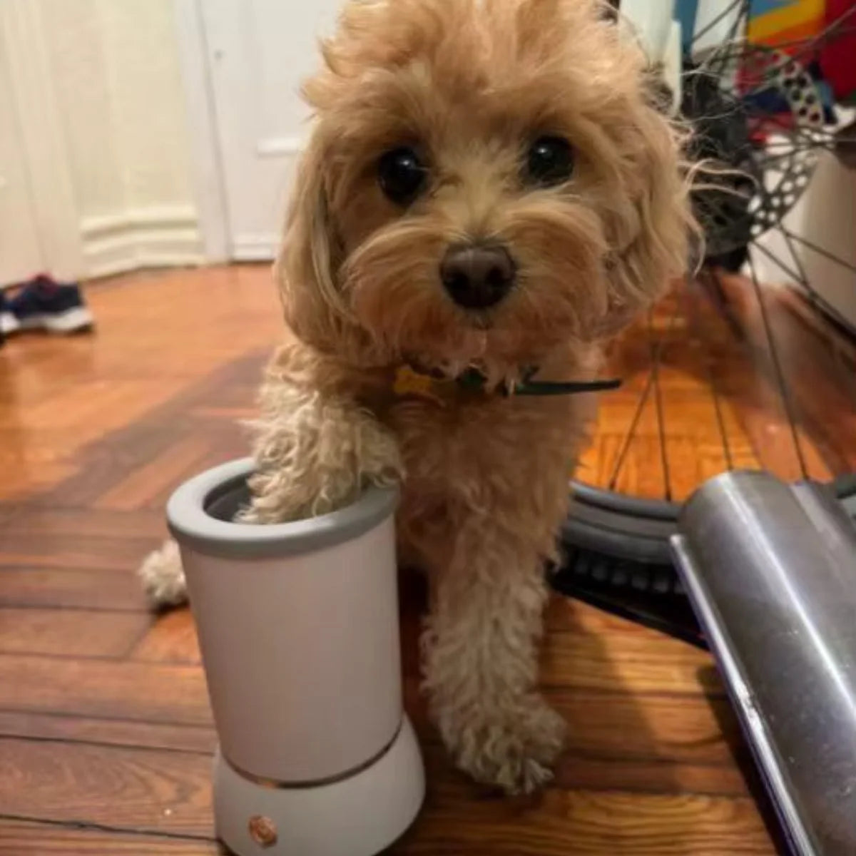 Mud-Free Paws in Seconds