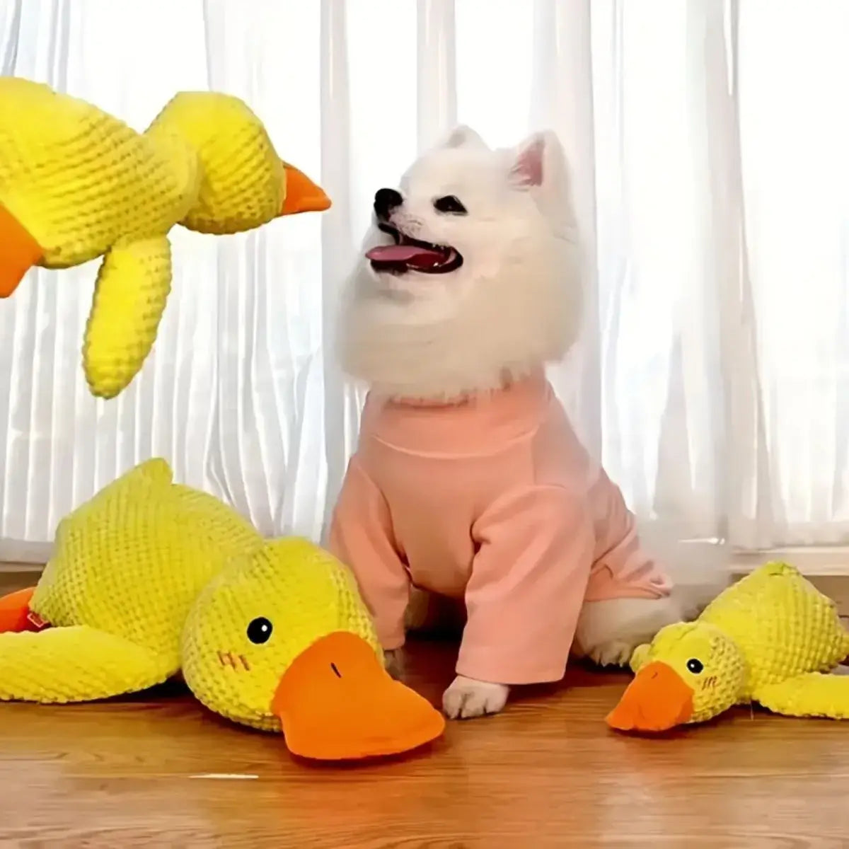 White dog in a pink outfit playing with yellow rubber duck toys on a wooden floor.