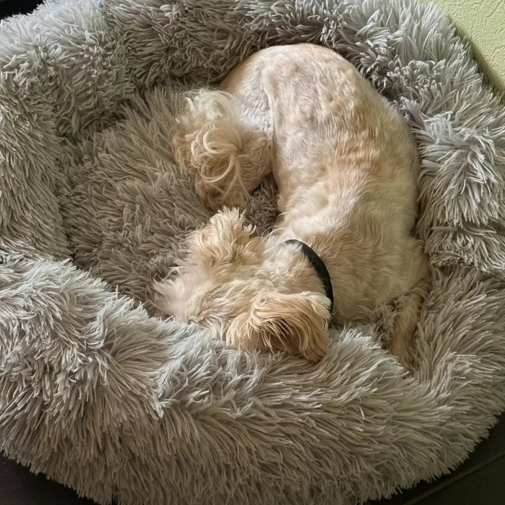 CalmNest calming dog bed with raised bolster rim