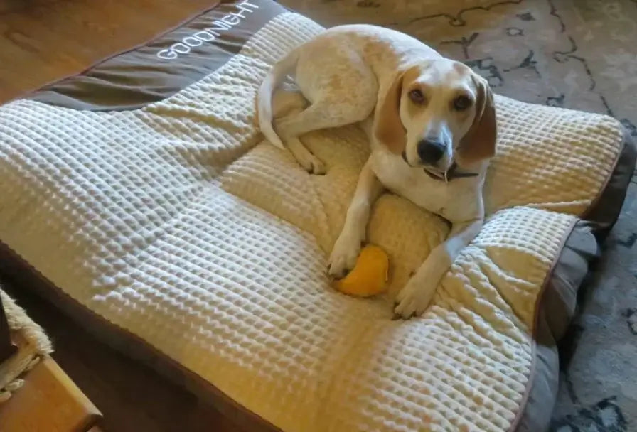 Dog lying on a textured pet bed holding a yellow toy.